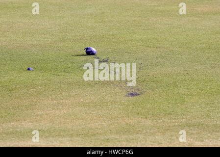 Oeufs VIOLET VERT SUR LE VERT DU 18E OPEN 2006 ROYAL LIVERPOOL GOLF CLUB HOYLAKE 23 Juillet 2006 Banque D'Images