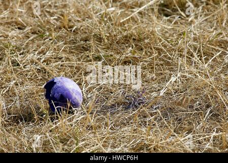 Oeufs VIOLET VERT SUR LE VERT DU 18E OPEN 2006 ROYAL LIVERPOOL GOLF CLUB HOYLAKE 23 Juillet 2006 Banque D'Images