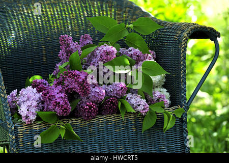 Direction générale, godet, cut, cut, la récolte de fleurs, lilas, mauve, à l'extérieur, violet, rose, blanc, de l'arbuste, printemps, tiges, Syringa vulgaris, jardin, banc, Banque D'Images