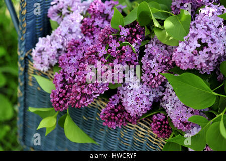 Direction générale, godet, cut, cut, la récolte de fleurs, lilas, mauve, à l'extérieur, violet, rose, blanc, de l'arbuste, printemps, tiges, Syringa vulgaris, jardin, banc, Banque D'Images