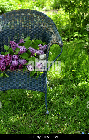 branche, seau, fleur, lilas, mauve, à l'extérieur, printemps, tiges, syringa vulgaris, jardin, fleurs de jardin, sanctuaires, nature restauratrice, jardin frais Banque D'Images