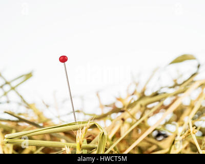 Une aiguille est dans l'Haycock. Photo d'une symbolique disant chercher de défi, et trouver., Eine Nadel steckt im Heuhaufen. Von Symbolfoto Sprichwortes Vize-außenmin Banque D'Images