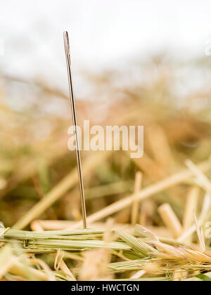 Une aiguille est dans l'Haycock. Photo d'une symbolique disant chercher de défi, et trouver., Eine Nadel steckt im Heuhaufen. Von Symbolfoto Sprichwortes Vize-außenmin Banque D'Images