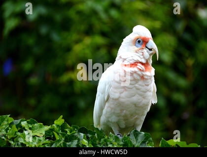 Long-billed Corella (cacatua tenuirostris). Portrait d'un Catatua debout dans un arbre, isolé sur fond vert forêt. Banque D'Images