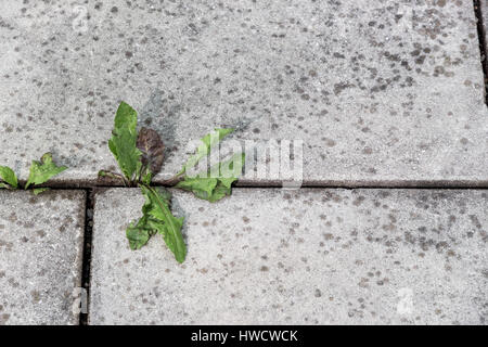 Les usines se développent entre les enregistrements d'un sol en pierre, wachsen zwischen Pflanzen aus einem Boden heraus Steinplatten Banque D'Images