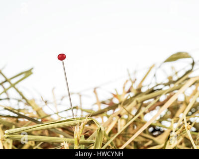 Une aiguille est dans l'Haycock. Photo d'une symbolique disant chercher de défi, et trouver., Eine Nadel steckt im Heuhaufen. Von Symbolfoto Sprichwortes Vize-außenmin Banque D'Images