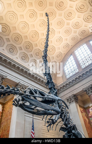 Dinossaur modèle fossile au hall d'entrée de l'American Museum of Natural History (AMNH) - New York, USA Banque D'Images