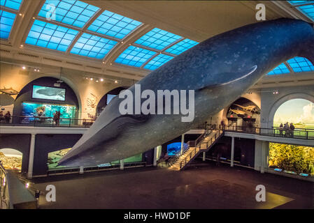 Rorqual bleu océan au hall de l'American Museum of Natural History (AMNH) - New York, USA Banque D'Images