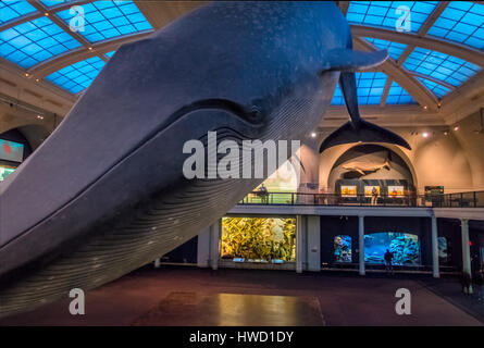 Rorqual bleu océan au hall de l'American Museum of Natural History (AMNH) - New York, USA Banque D'Images