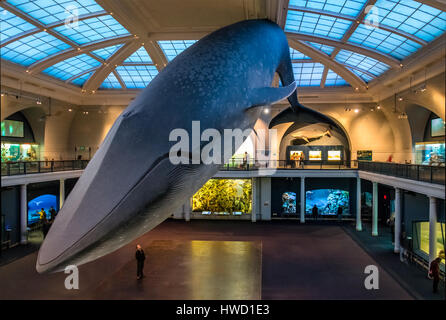 Rorqual bleu océan au hall de l'American Museum of Natural History (AMNH) - New York, USA Banque D'Images