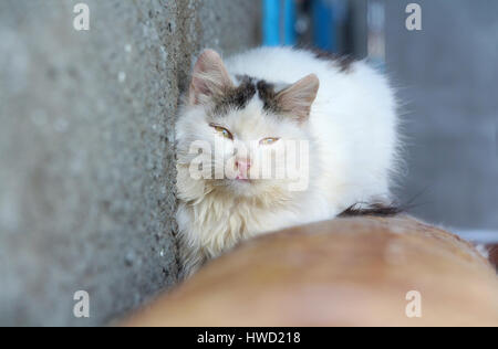 Chat blanc sur tube chaud en hiver Banque D'Images