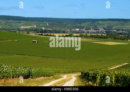 France, Marne, Ay, Marne La Vallée, les vignobles de Champagne devant le village d'Ay Banque D'Images