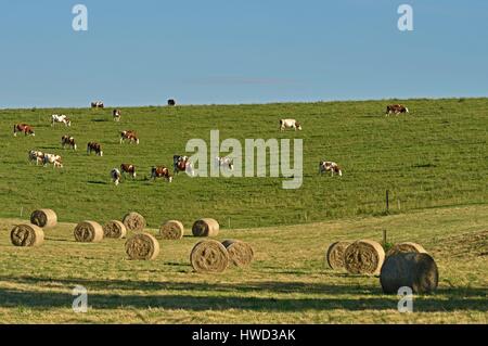 France, Doubs, Haut Doubs, vaches vaches montbéliardes exclusivement dans les pâturages et les balles de foin Banque D'Images