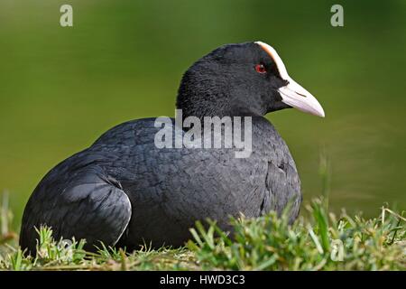 France, Doubs, Foulque macroule (Fulica atra) reposant dans l'herbe sur le bord des autres Banque D'Images