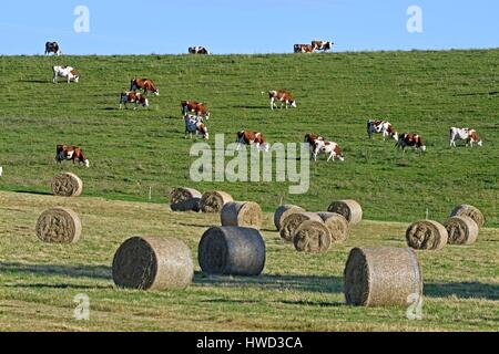 France, Doubs, Haut Doubs, vaches vaches montbéliardes exclusivement dans les pâturages et les balles de foin Banque D'Images