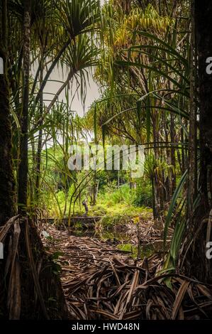 Les Seychelles, l'île de Mahé, le Morne Seychellois, Parc National de la randonnée dans la mare aux Cochons Banque D'Images