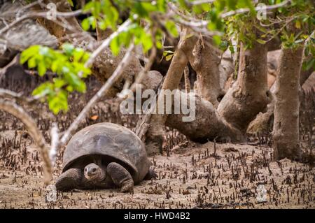 Les Seychelles, l'île Curieuse, tortue géante des Seychelles (Aldabrachelys gigantea) au milieu d'arbres de mangrove (Avicennia marina) Banque D'Images