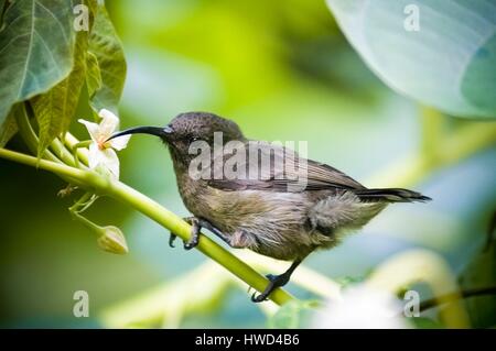 Les Seychelles, l'île de Mahé, Pascal Village, hummingbird nectar rassemblement Banque D'Images