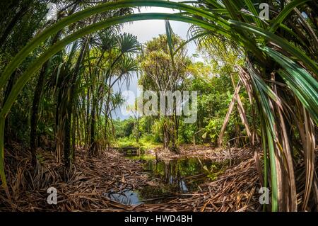 Les Seychelles, l'île de Mahé, le Morne Seychellois, Parc National de la randonnée dans la mare aux Cochons Banque D'Images