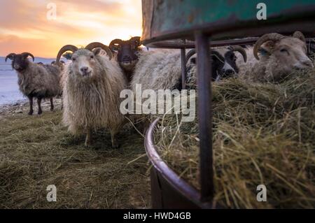 L'Islande, l'Islandais (Ovis aries) se nourrir dans une ferme isolée dans le village d'hiver de l'Arctique, Sel Banque D'Images