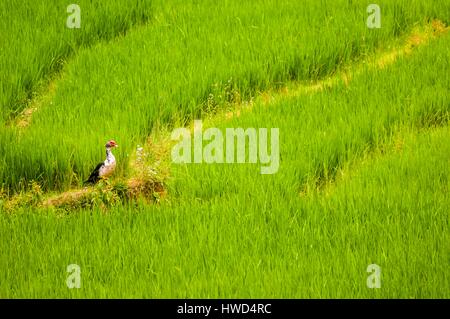 Vietnam, montagne de Hoang Lien Son, village de Nam Trang, Mu Cang Chai Région, province de Yen Bai, le canard dans les rizières en terrasses Banque D'Images