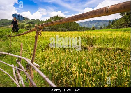 Vietnam, montagne de Hoang Lien Son, village de Nam Trang, Mu Cang Chai Région, province de Yen Bai, H'Mong vert paysan et son parapluie dans les rizières en terrasses Banque D'Images