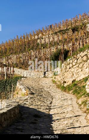 France, Drôme, Tain l'Hermitage, vallée du Rhône, Hill et vignoble de l'Hermitage Banque D'Images