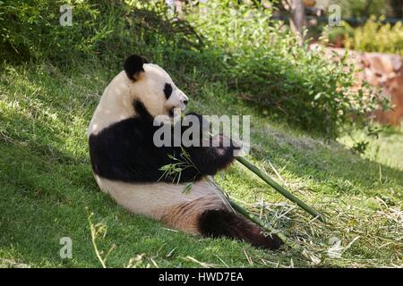 France, Loir et Cher, St Aignan sur Cher, ZooParc de Beauval, grand panda (Ailuropoda melanoleuca) eating bamboo Banque D'Images