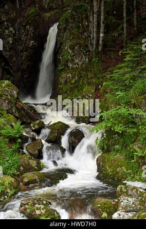 La France, Territoire de Belfort, Lepuix, Malvaux, cascade du saut de la truite, la rivière Savoureuse le Ballon d Alsace Banque D'Images