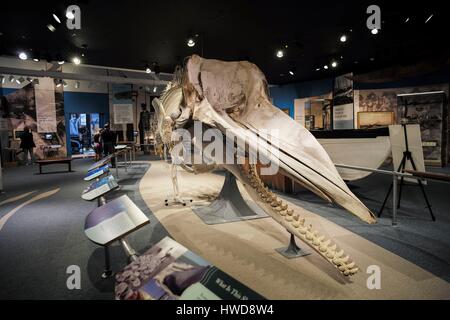 United States, Massachusetts, New Bedford, New Bedford Whaling Museum, squelette de baleine Banque D'Images