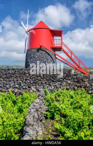 Le Portugal, l'archipel des Açores, l'île de Pico, Criaçao Velha, le paysage de l'île de Pico Vineyard Culture ilisted au Patrimoine Mondial de l'UNESCO, parcelles protégées par des murs construits avec des blocs de basalte Banque D'Images