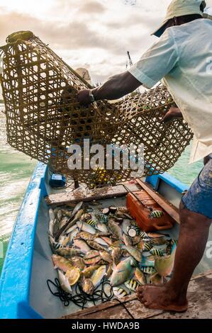 Les Seychelles, l'île de Mahé, aux pêcheurs pour leur pêche à la piège de bambou tressé rempli de poisson hors de la mer Banque D'Images