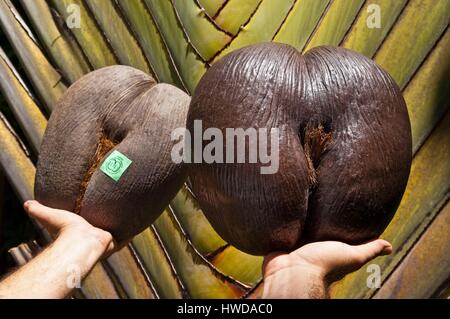 L'île de Mahé, Seychelles, Victoria, 2 noix Coco de Mer (Lodoicea maldivica), un parc naturel et d'un hyper-realisticly sculpté par artisan Gerhard BUCKHOLZ, destiné au tourisme pour préserver les ventes dont les écrous de la récolte est très strictement réglementées Banque D'Images