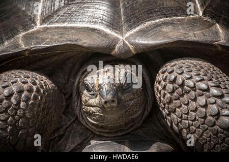 Seychelles, Fregate Island Seychelles, portrait d'une tortue géante (Aldabrachelys gigantea) endémique Banque D'Images