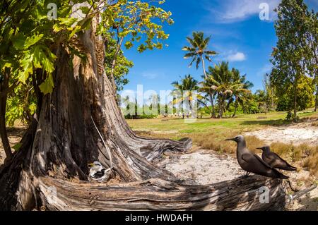 Les Seychelles, l'île Bird, phaéton à bec jaune (Phaethon lepturus) sur son nid au sol dans le creux d'un vieil arbre avec 2 brown noddis communs (Anous stolidus) Banque D'Images