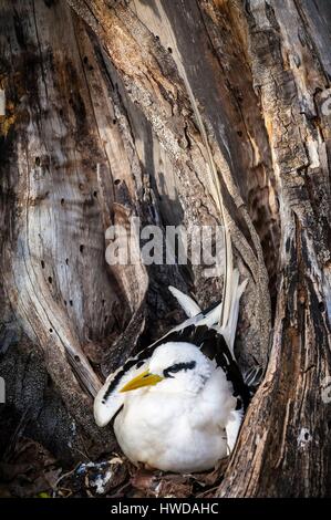 Les Seychelles, l'île Bird, phaéton à bec jaune (Phaethon lepturus) sur son nid au sol dans le creux d'un vieil arbre Banque D'Images