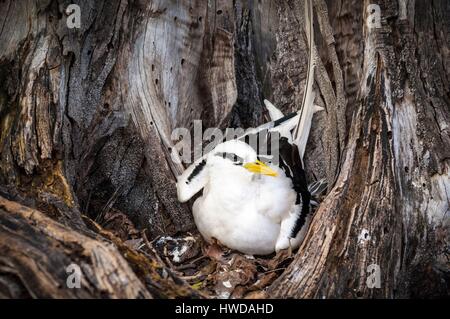 Les Seychelles, l'île Bird, phaéton à bec jaune (Phaethon lepturus) sur son nid au sol dans le creux d'un vieil arbre Banque D'Images