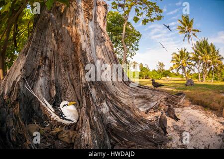 Les Seychelles, l'île Bird, phaéton à bec jaune (Phaethon lepturus) sur son nid au sol dans le creux d'un vieil arbre avec quelques noddis communs brun (Anous stolidus) Banque D'Images
