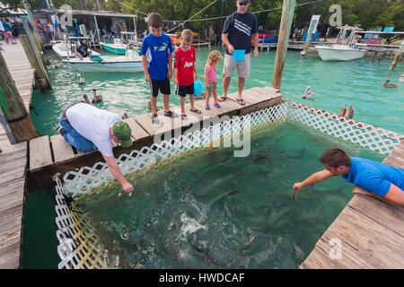 United States, Florida, Florida Keys, Islamorada, Robbie's Marina, l'alimentation pour poissons tarpon pen Banque D'Images