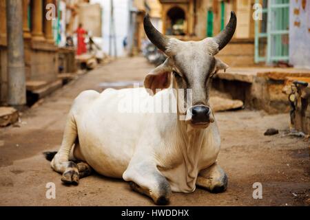 L'Inde, Rajasthan, Jaisalmer, vache sacrée dans la rue Banque D'Images