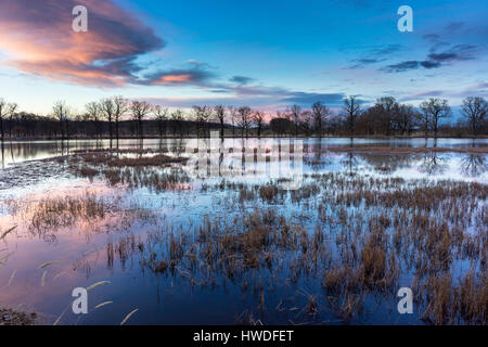 Petit lac avec swamp sous le ciel bleu et rose le lever du soleil. Banque D'Images