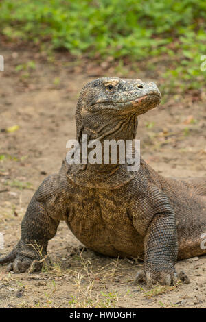 Dragon de Komodo, Rinca Varanus komodoensis sur Island, Indonésie Banque D'Images