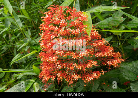 Clerodendrum paniculatum, Fleur Pagode près de Kelimutu, Flores, Indonésie Banque D'Images