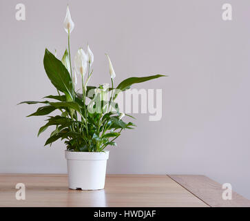 Un pot d'une plante sur une lily pease table à manger Banque D'Images