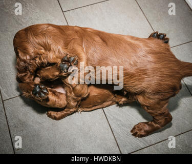 Deux vieux de six semaines les chiots Setter Irlandais jouant sur marbre Banque D'Images