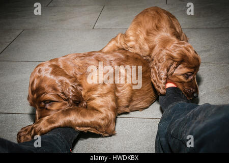 Deux vieux de six semaines les chiots Setter Irlandais de mâcher de chaussettes sur pieds Banque D'Images