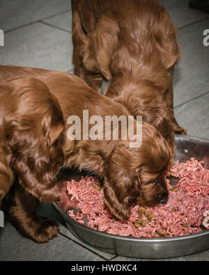 Deux vieux de six semaines les chiots Setter Irlandais de manger de la viande Banque D'Images