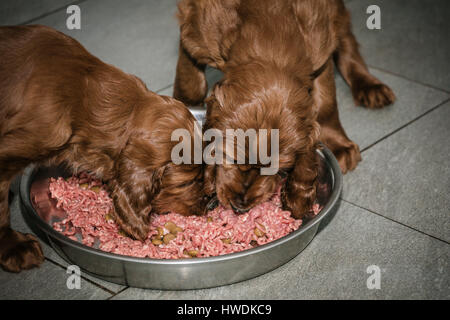 Deux vieux de six semaines les chiots Setter Irlandais de manger de la viande Banque D'Images