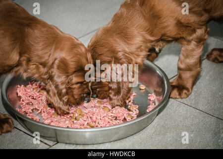 Deux vieux de six semaines les chiots Setter Irlandais de manger de la viande Banque D'Images