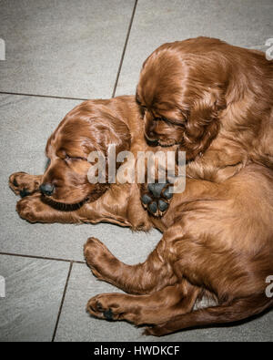 Deux vieux de six semaines les chiots Setter Irlandais Banque D'Images